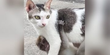 Viral Video: The Cat Was Roaming Around Hugging The Little Monkey, Users Said – She Is In The Role Of Aunt Ndtv India Ndtv Hindi – Viral Video: नन्हें बंदर को सीने से लगाए घूम रही थी बिल्ली, यूज़र्स बोले