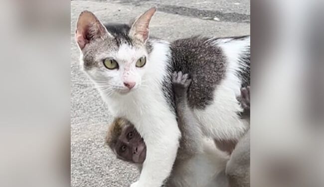 Viral Video: The Cat Was Roaming Around Hugging The Little Monkey, Users Said – She Is In The Role Of Aunt Ndtv India Ndtv Hindi – Viral Video: नन्हें बंदर को सीने से लगाए घूम रही थी बिल्ली, यूज़र्स बोले