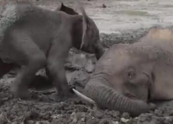 Rescue Team Saves The Life Of Baby Elephant And His Mother: Baby Elephant Refuses To Leave Mother’s Side After She Fell Into Muddy Pit, Rescued Later