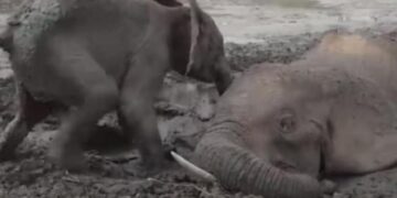 Rescue Team Saves The Life Of Baby Elephant And His Mother: Baby Elephant Refuses To Leave Mother’s Side After She Fell Into Muddy Pit, Rescued Later