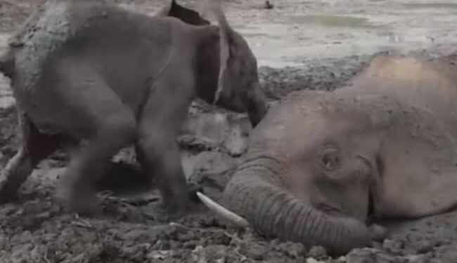 Rescue Team Saves The Life Of Baby Elephant And His Mother: Baby Elephant Refuses To Leave Mother’s Side After She Fell Into Muddy Pit, Rescued Later