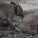 Rescue Team Saves The Life Of Baby Elephant And His Mother: Baby Elephant Refuses To Leave Mother’s Side After She Fell Into Muddy Pit, Rescued Later