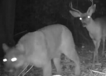 IPS Officer Dipanshu Kabra Shares Video Of Leopard And Deer, The Prey Was Seen Walking Behind The Hunter, Leopard Deer Were Seen Together In Darkness Of Night