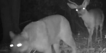 IPS Officer Dipanshu Kabra Shares Video Of Leopard And Deer, The Prey Was Seen Walking Behind The Hunter, Leopard Deer Were Seen Together In Darkness Of Night