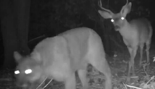 IPS Officer Dipanshu Kabra Shares Video Of Leopard And Deer, The Prey Was Seen Walking Behind The Hunter, Leopard Deer Were Seen Together In Darkness Of Night