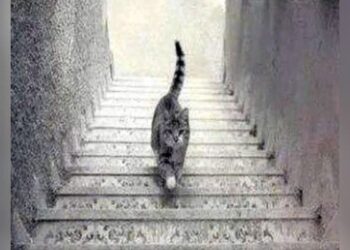 What Is Coming In The Picture | OPTICAL ILLUSION OF A CAT COULD REVEAL | In This Mysterious Picture What Was The First Thing You Saw