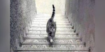 What Is Coming In The Picture | OPTICAL ILLUSION OF A CAT COULD REVEAL | In This Mysterious Picture What Was The First Thing You Saw