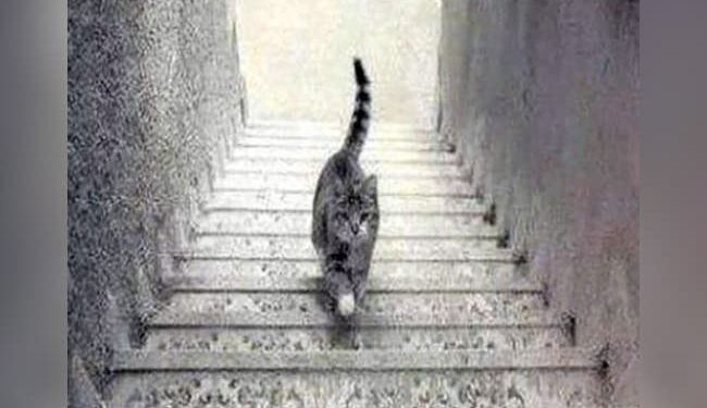 What Is Coming In The Picture | OPTICAL ILLUSION OF A CAT COULD REVEAL | In This Mysterious Picture What Was The First Thing You Saw