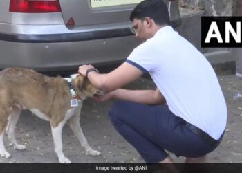 Unique Feat Of The Engineer! Tags With QR Code Developed To Track Stray Dogs Ndtv Hindi Ndtv India