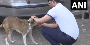 Unique Feat Of The Engineer! Tags With QR Code Developed To Track Stray Dogs Ndtv Hindi Ndtv India