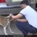 Unique Feat Of The Engineer! Tags With QR Code Developed To Track Stray Dogs Ndtv Hindi Ndtv India