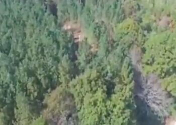 VIRAL VIDEO: Trees Were Seen Swinging In The Forest, Seeing This Amazing Sight, Your Heart Can Also Tremble