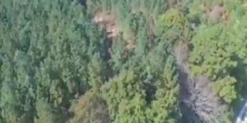VIRAL VIDEO: Trees Were Seen Swinging In The Forest, Seeing This Amazing Sight, Your Heart Can Also Tremble