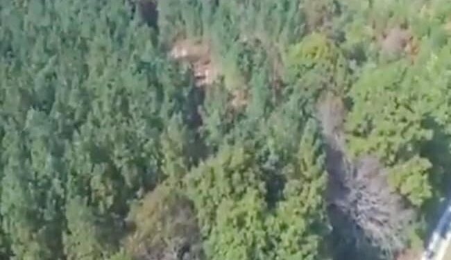 VIRAL VIDEO: Trees Were Seen Swinging In The Forest, Seeing This Amazing Sight, Your Heart Can Also Tremble