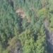 VIRAL VIDEO: Trees Were Seen Swinging In The Forest, Seeing This Amazing Sight, Your Heart Can Also Tremble
