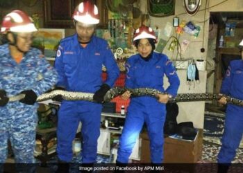 Python Fell On Malaysian Family: Giant 10ft Snake Falls Through Ceiling Roof In Malaysia As Family Watches TV