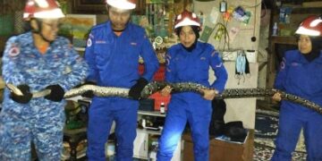 Python Fell On Malaysian Family: Giant 10ft Snake Falls Through Ceiling Roof In Malaysia As Family Watches TV