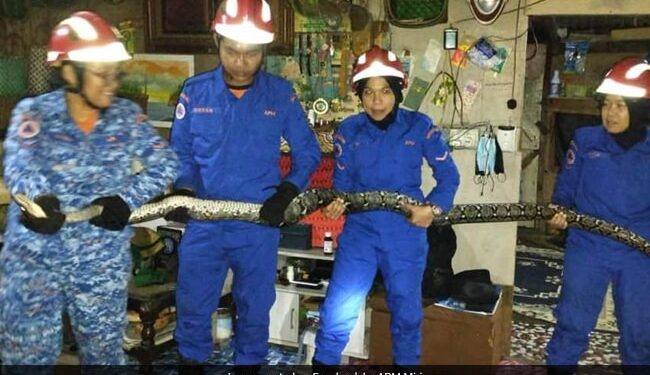 Python Fell On Malaysian Family: Giant 10ft Snake Falls Through Ceiling Roof In Malaysia As Family Watches TV