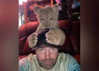 OMG: This Person Got Stuck Between Two Lions, You Will Be Surprised To See The Video, Watch Viral Video Ndtv Hindi Ndtv India