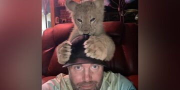 OMG: This Person Got Stuck Between Two Lions, You Will Be Surprised To See The Video, Watch Viral Video Ndtv Hindi Ndtv India