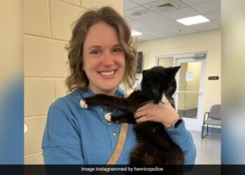 Grand Celebration Took Place On The Birthday Of The Cat, Watching The Video You Will Also Say – Brother Wow! – बिल्ली के बर्थडे पर हुआ ग्रैंड सेलिब्रेशन, वीडियो देख आप भी कहेंगे