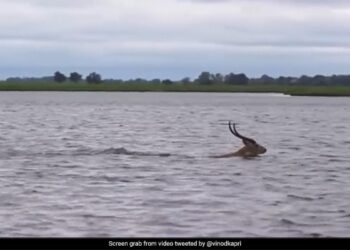 Crocodile Chasing A Deer In The River As Soon As The Deer Reached The Shore Then What Happened Next See Incredible Video