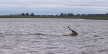 Crocodile Chasing A Deer In The River As Soon As The Deer Reached The Shore Then What Happened Next See Incredible Video