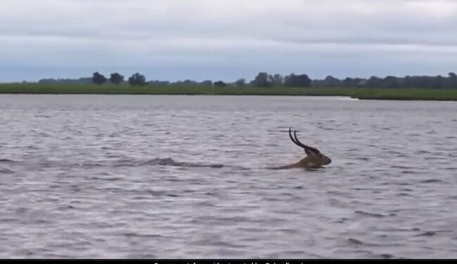 Crocodile Chasing A Deer In The River As Soon As The Deer Reached The Shore Then What Happened Next See Incredible Video