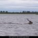 Crocodile Chasing A Deer In The River As Soon As The Deer Reached The Shore Then What Happened Next See Incredible Video