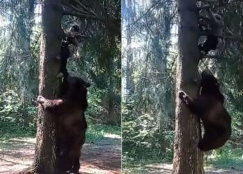 Bear Attack On Man: Bear Chased A Man Climbed Tree And Started Pulling Him Video Goes Viral