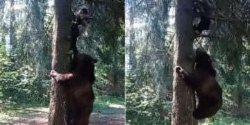 Bear Attack On Man: Bear Chased A Man Climbed Tree And Started Pulling Him Video Goes Viral