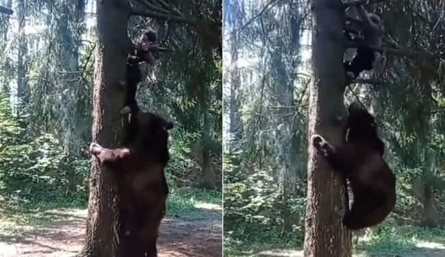 Bear Attack On Man: Bear Chased A Man Climbed Tree And Started Pulling Him Video Goes Viral