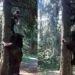 Bear Attack On Man: Bear Chased A Man Climbed Tree And Started Pulling Him Video Goes Viral