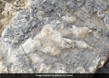Dinosaur Footprint Found 160 Million Years Ago, People Are Shocked After Seeing Ndtv Hindi Ndtv India
