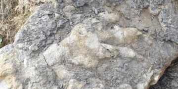 Dinosaur Footprint Found 160 Million Years Ago, People Are Shocked After Seeing Ndtv Hindi Ndtv India