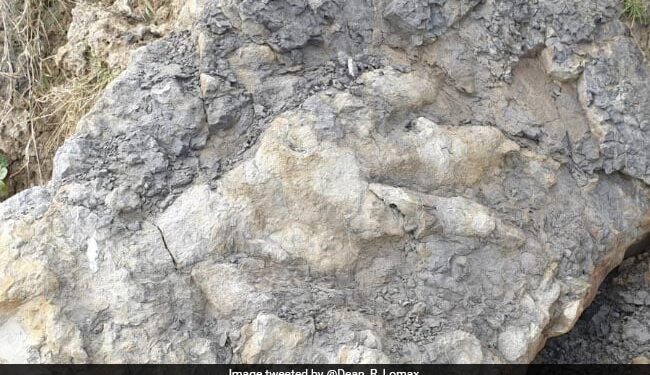 Dinosaur Footprint Found 160 Million Years Ago, People Are Shocked After Seeing Ndtv Hindi Ndtv India