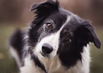 Saying Goodbye Is Never Easy: People Who Attended The Last Journey Of A Dog With Cancer Ndtv Hindi Ndtv India