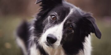 Saying Goodbye Is Never Easy: People Who Attended The Last Journey Of A Dog With Cancer Ndtv Hindi Ndtv India