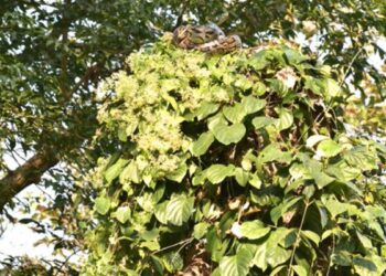 A Dangerous Creature Is Hidden In This Picture, IFS Officer Parveen Kaswan Shared The Picture Ndtv Hindi Ndtv India