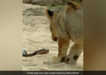 Lion Wanted To Eat Python Snake Jumped In The Air Scratched Lion Mouth With Jaw And Then What Happened Next See Shocking Video