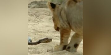 Lion Wanted To Eat Python Snake Jumped In The Air Scratched Lion Mouth With Jaw And Then What Happened Next See Shocking Video