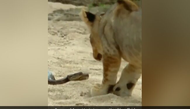 Lion Wanted To Eat Python Snake Jumped In The Air Scratched Lion Mouth With Jaw And Then What Happened Next See Shocking Video