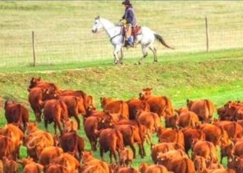 The Bear Is Hidden In The Picture, People Are Not Able To Find It, If Your Eyes Are Sharp Then Find The Animal. Ndtv Hindi Ndtv India