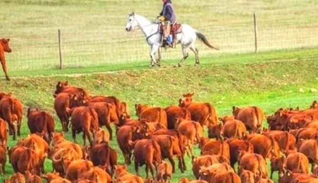 The Bear Is Hidden In The Picture, People Are Not Able To Find It, If Your Eyes Are Sharp Then Find The Animal. Ndtv Hindi Ndtv India