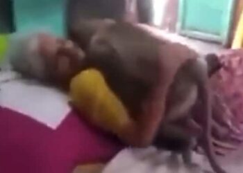 Grandmother Used To Give Roti To Langur Everyday, Came To See Langur When He Was Ill, Video Will Make You Emotional Ndtv Hindi Ndtv India