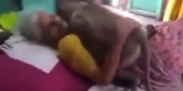 Grandmother Used To Give Roti To Langur Everyday, Came To See Langur When He Was Ill, Video Will Make You Emotional Ndtv Hindi Ndtv India