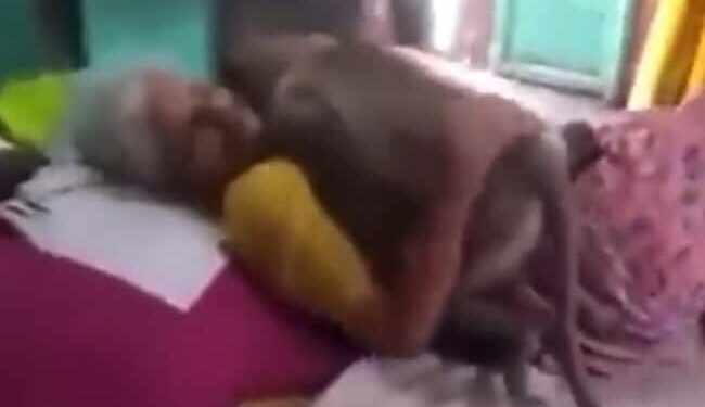 Grandmother Used To Give Roti To Langur Everyday, Came To See Langur When He Was Ill, Video Will Make You Emotional Ndtv Hindi Ndtv India