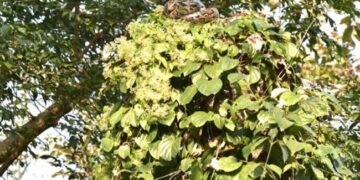 Can You Guess The Name Of Camouflaged Animal In A Tree Picture Forest Officer Asks Twitter