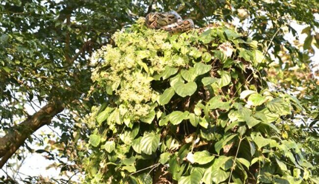 Can You Guess The Name Of Camouflaged Animal In A Tree Picture Forest Officer Asks Twitter