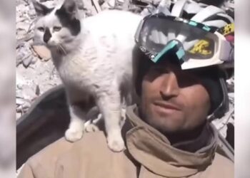 Animal Started Loving The Person Who Saved The Cats Life, Is Not Leaving At All, Watch Emotional Video Ndtv India Ndtv Hindi